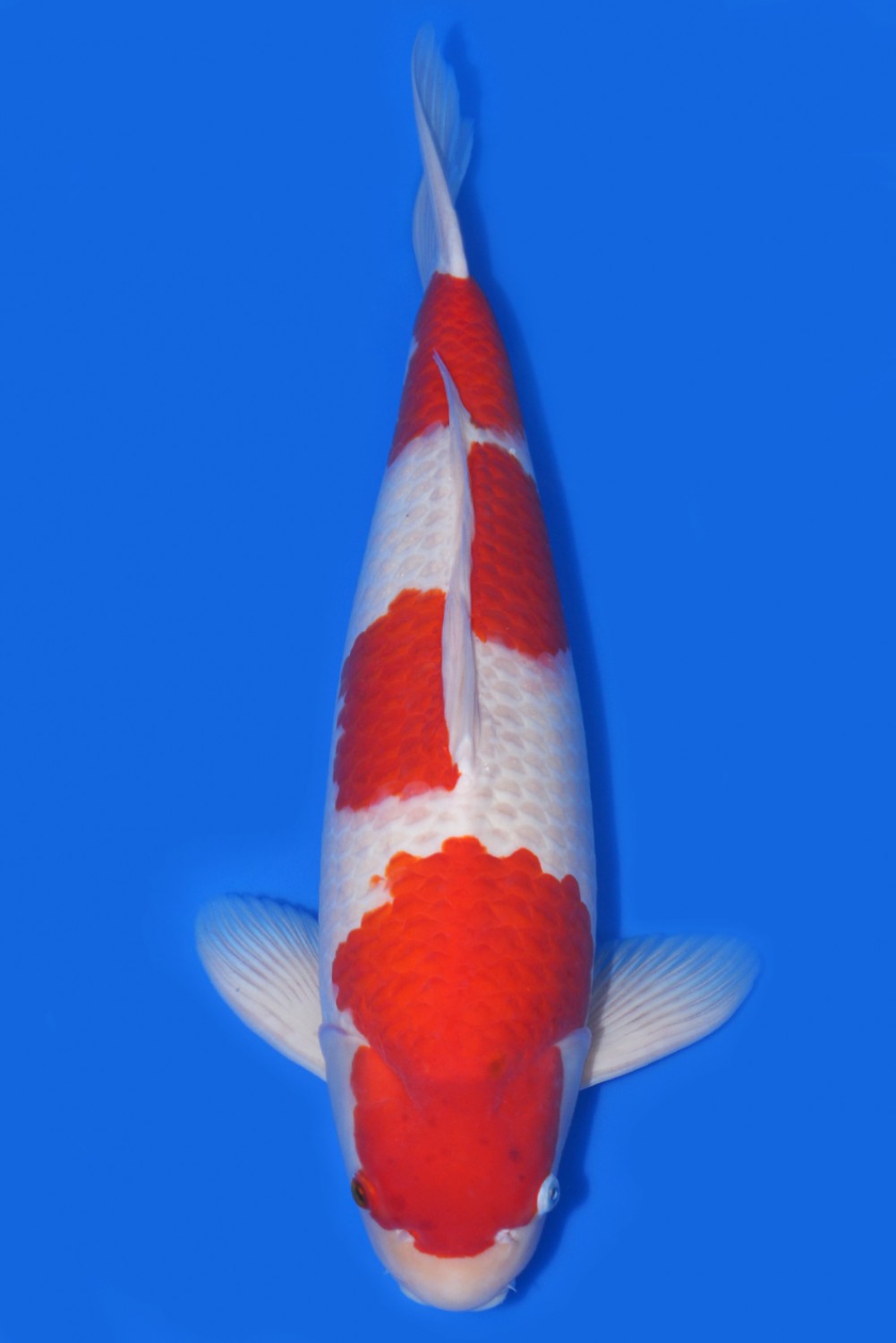 Juara 2