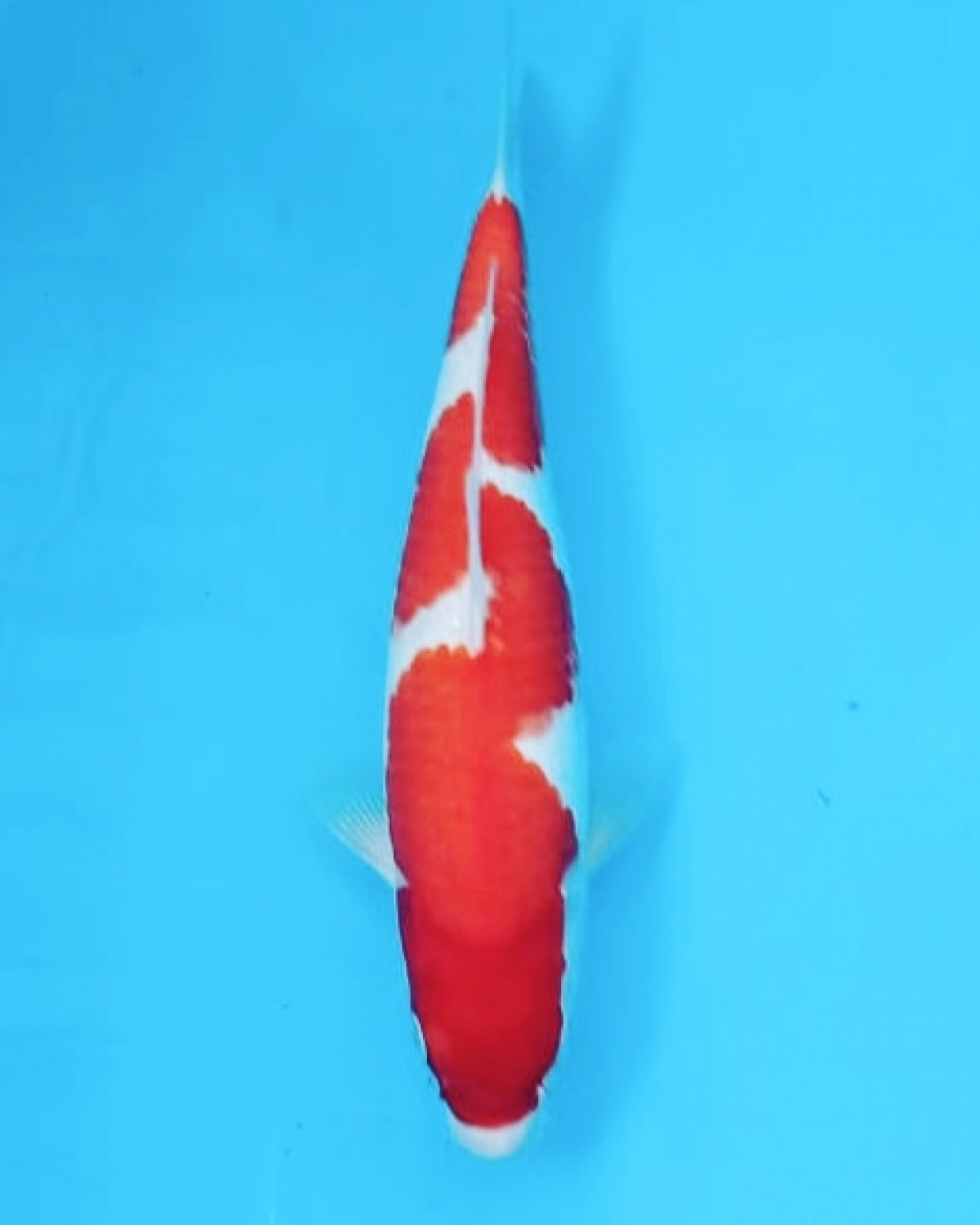Juara 1