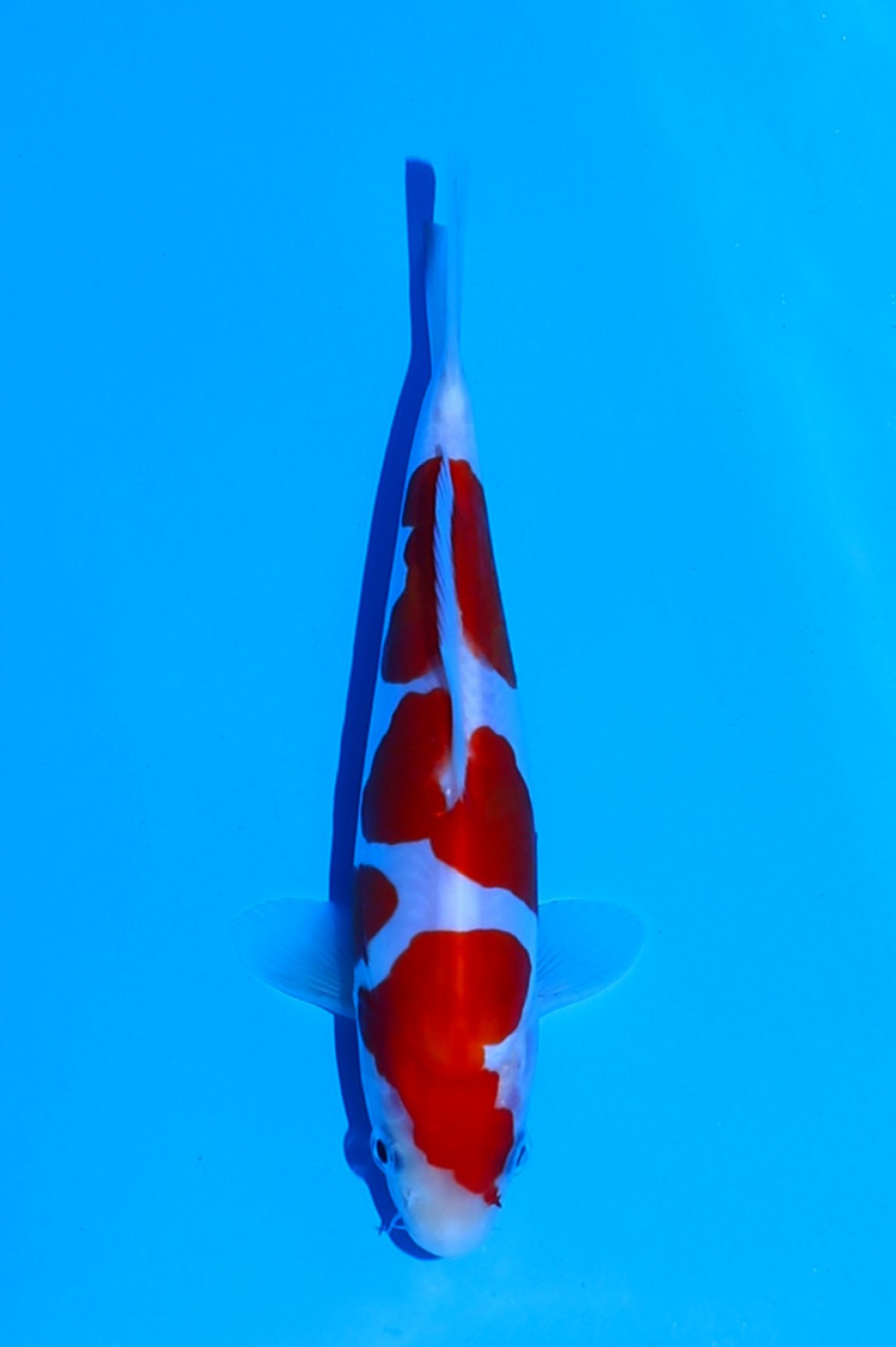 Juara 2