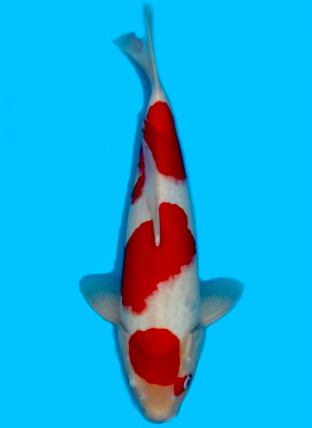 Juara 1