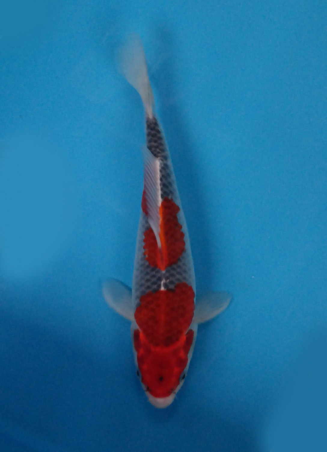 Juara 2