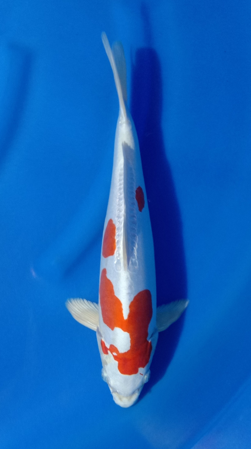 Juara 1