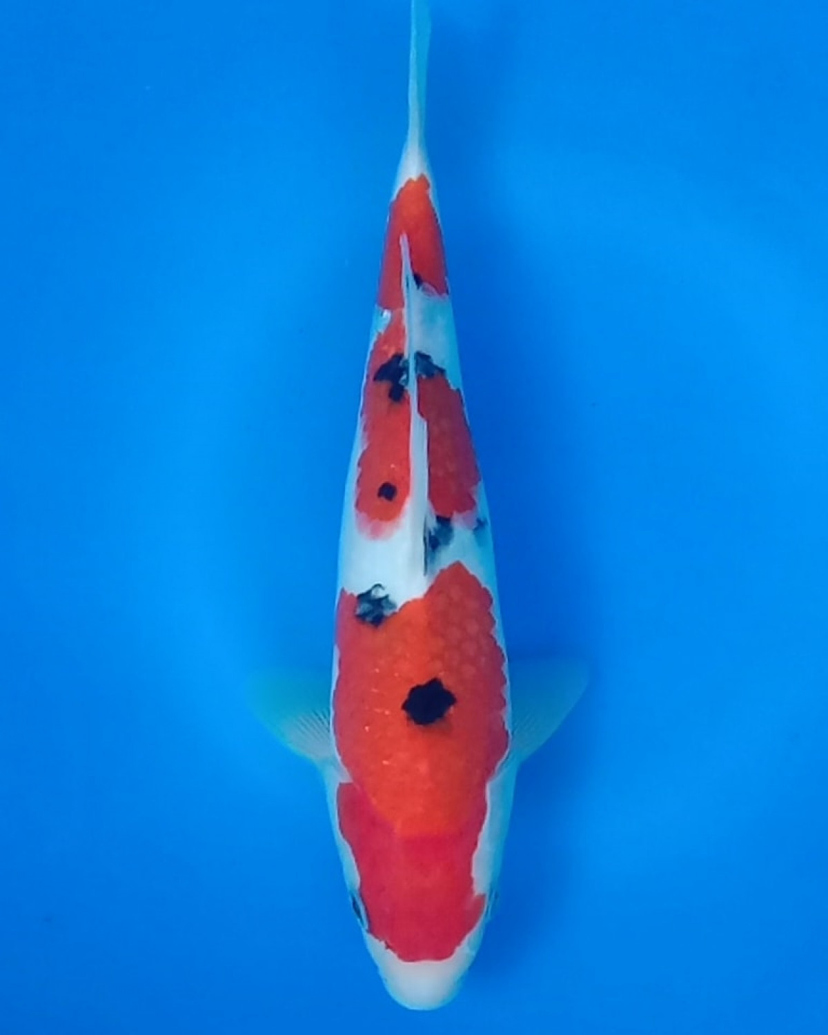 Juara 2