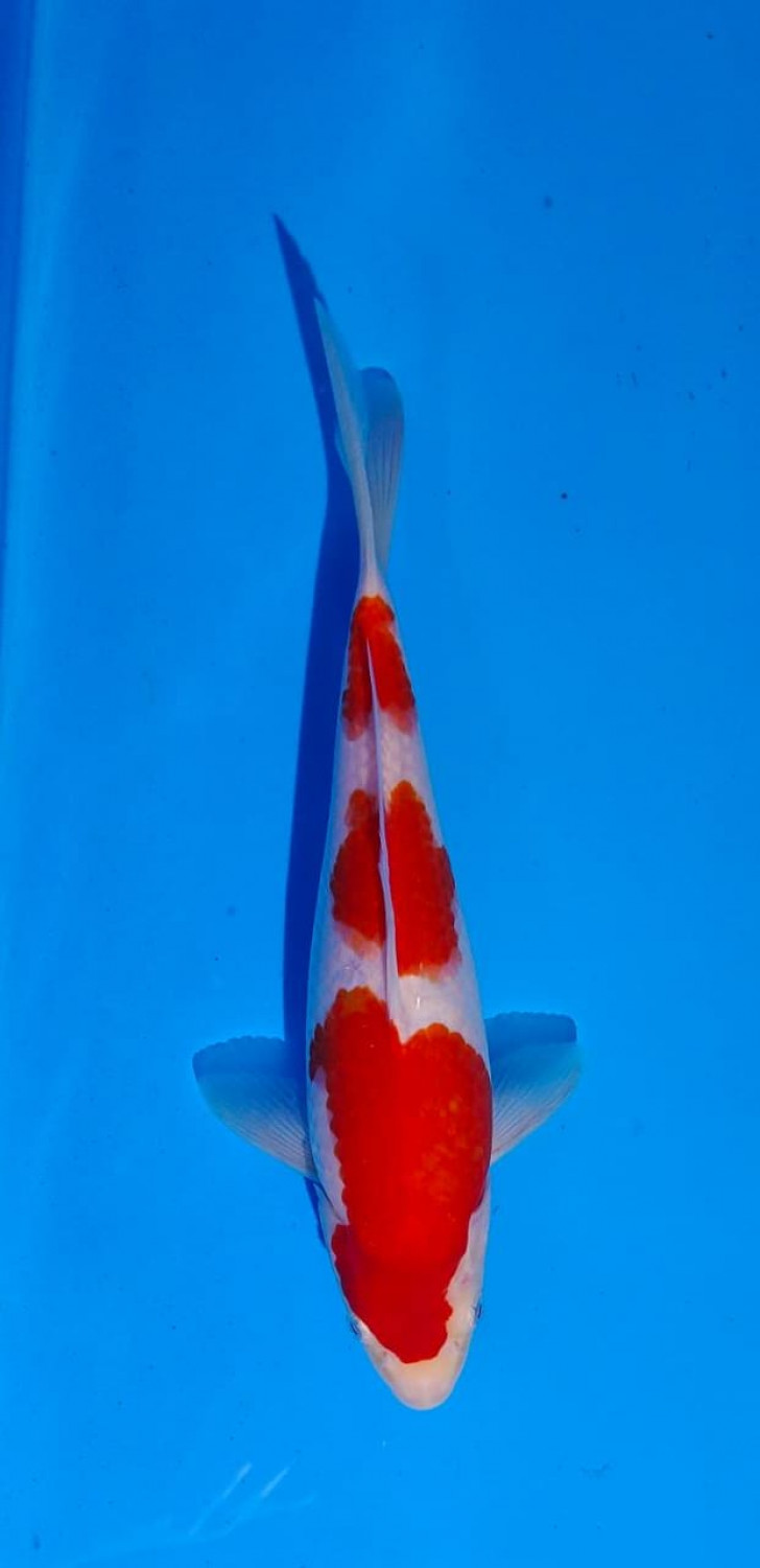 Juara 5
