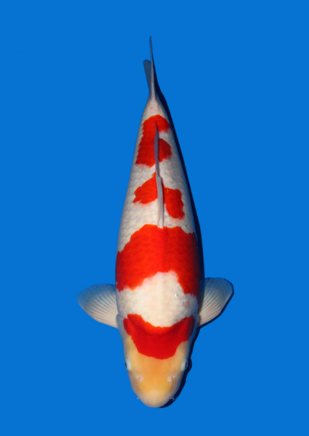 Juara 2