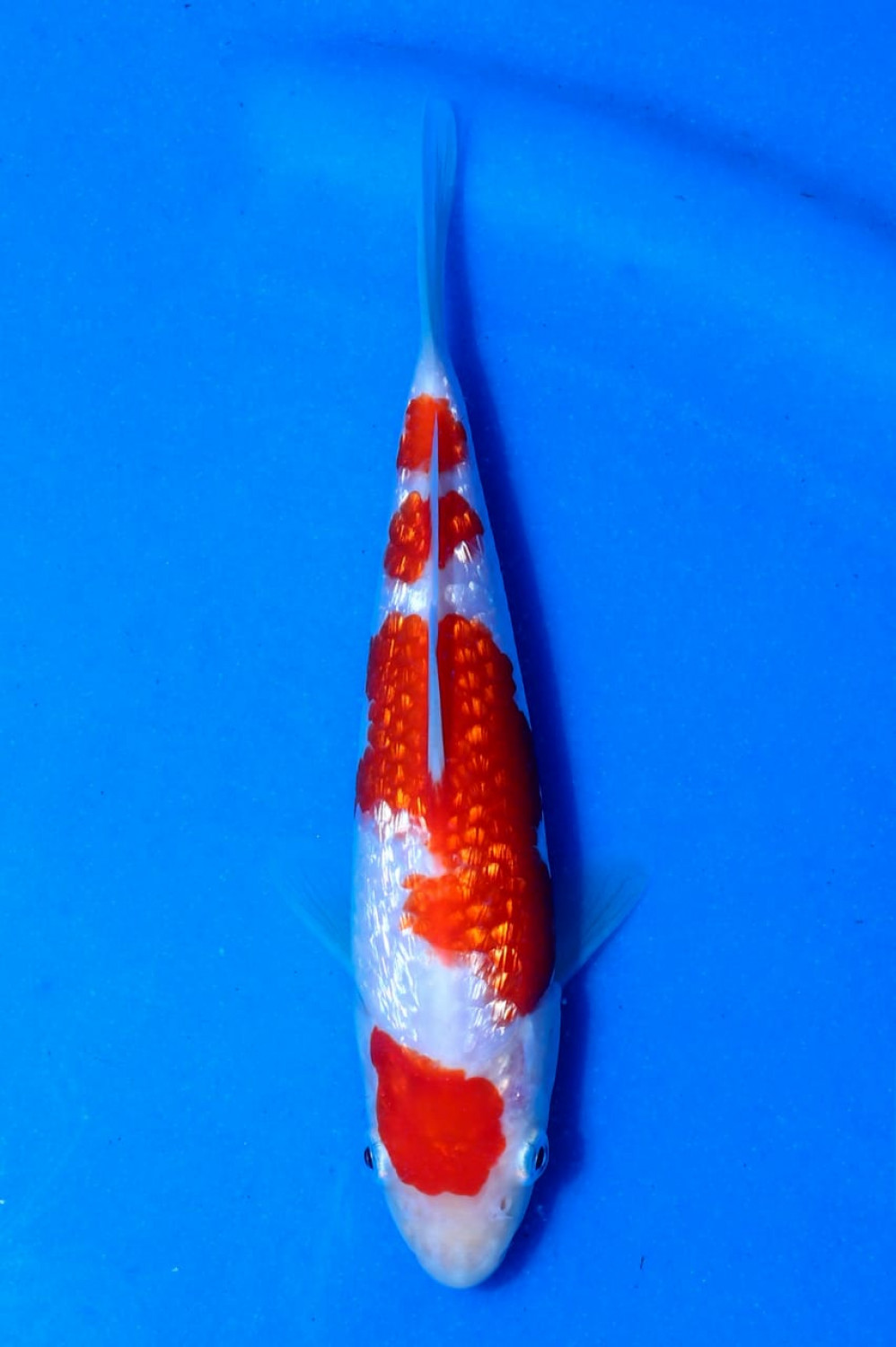 Juara 3