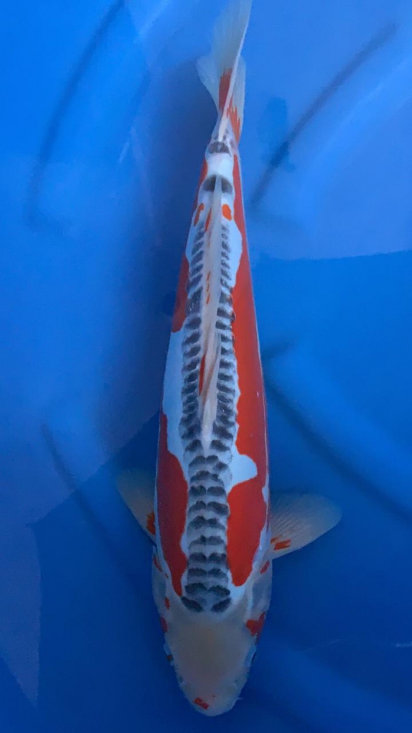 Best In Size D 36-40 Cm
