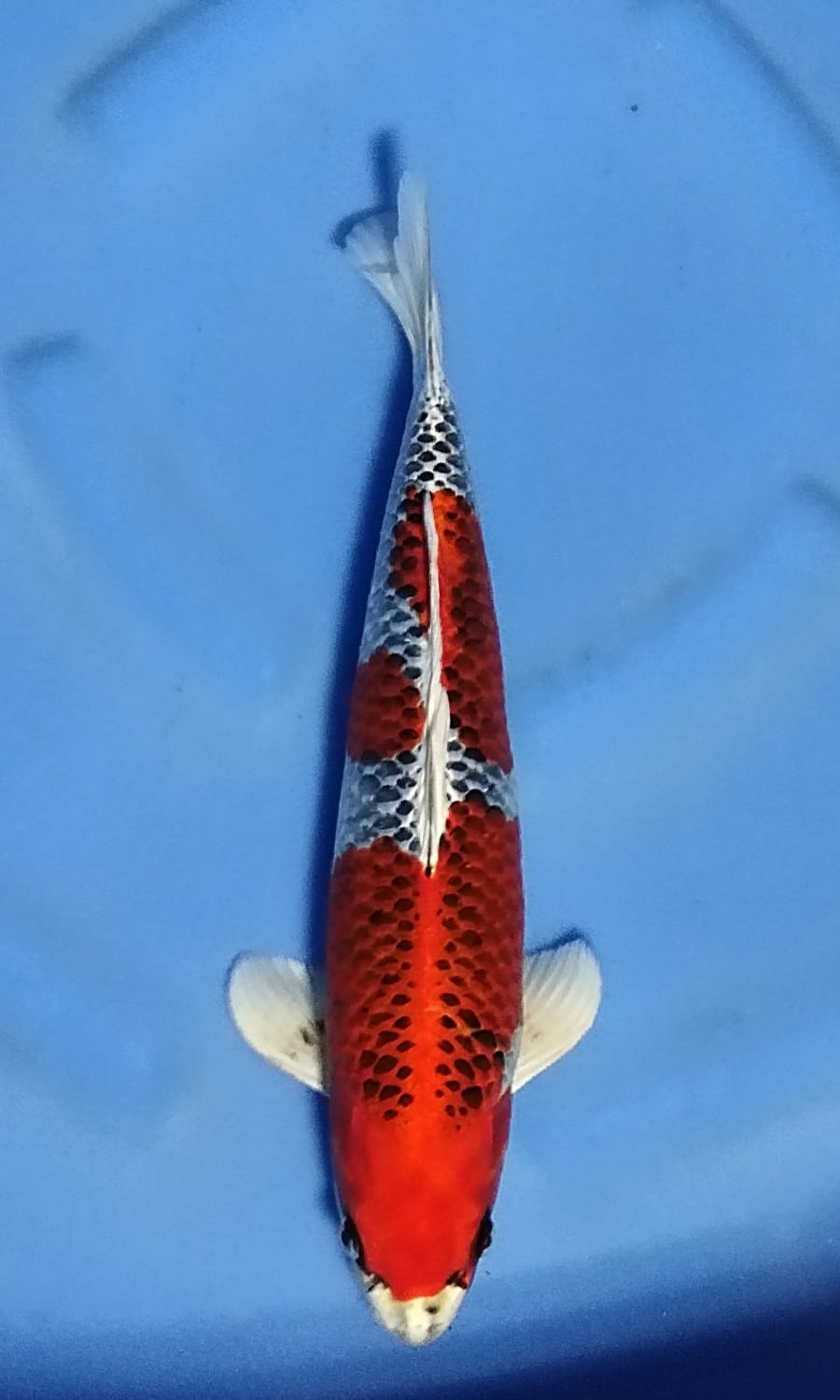 Juara 5