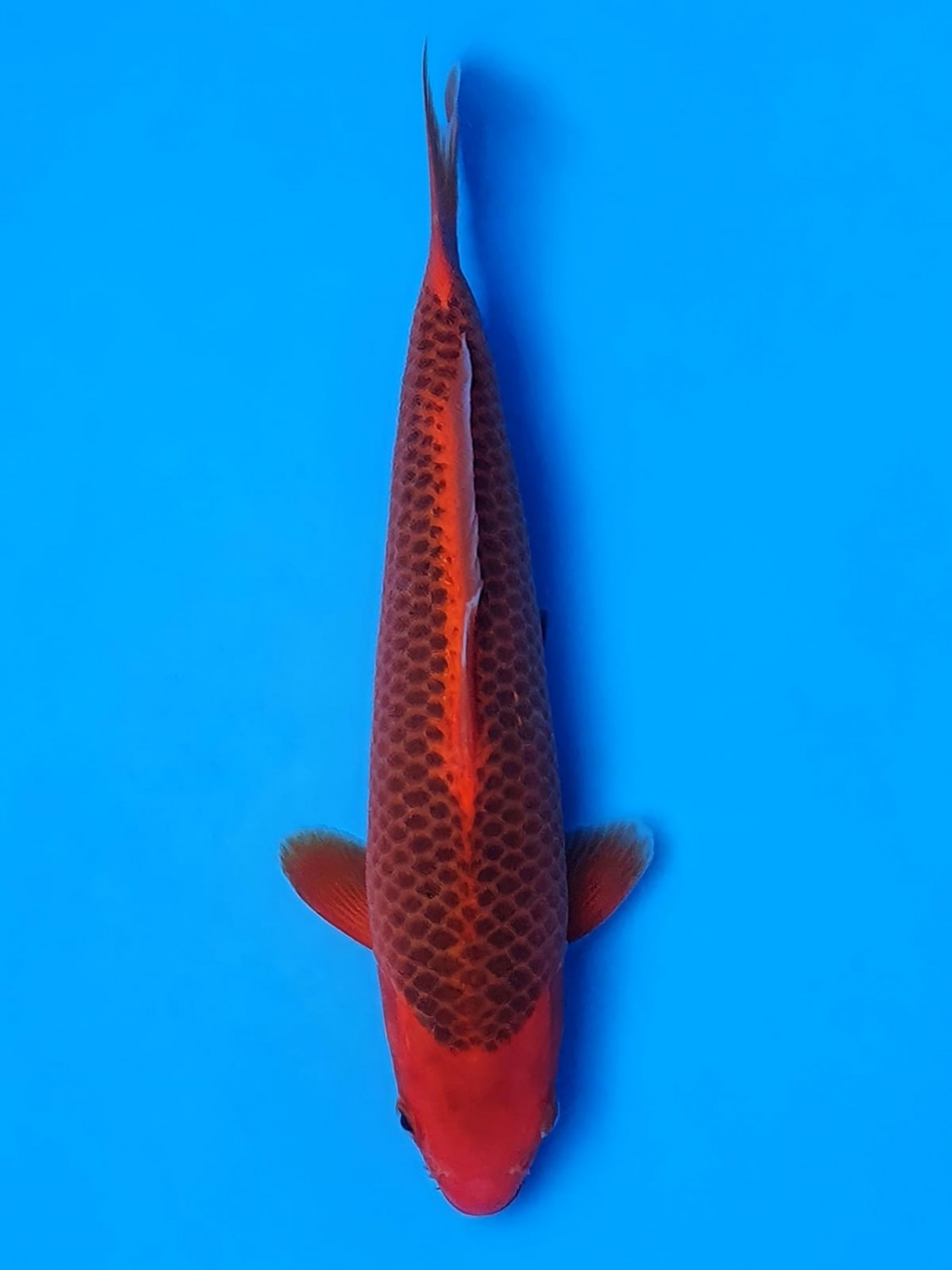 Juara 2
