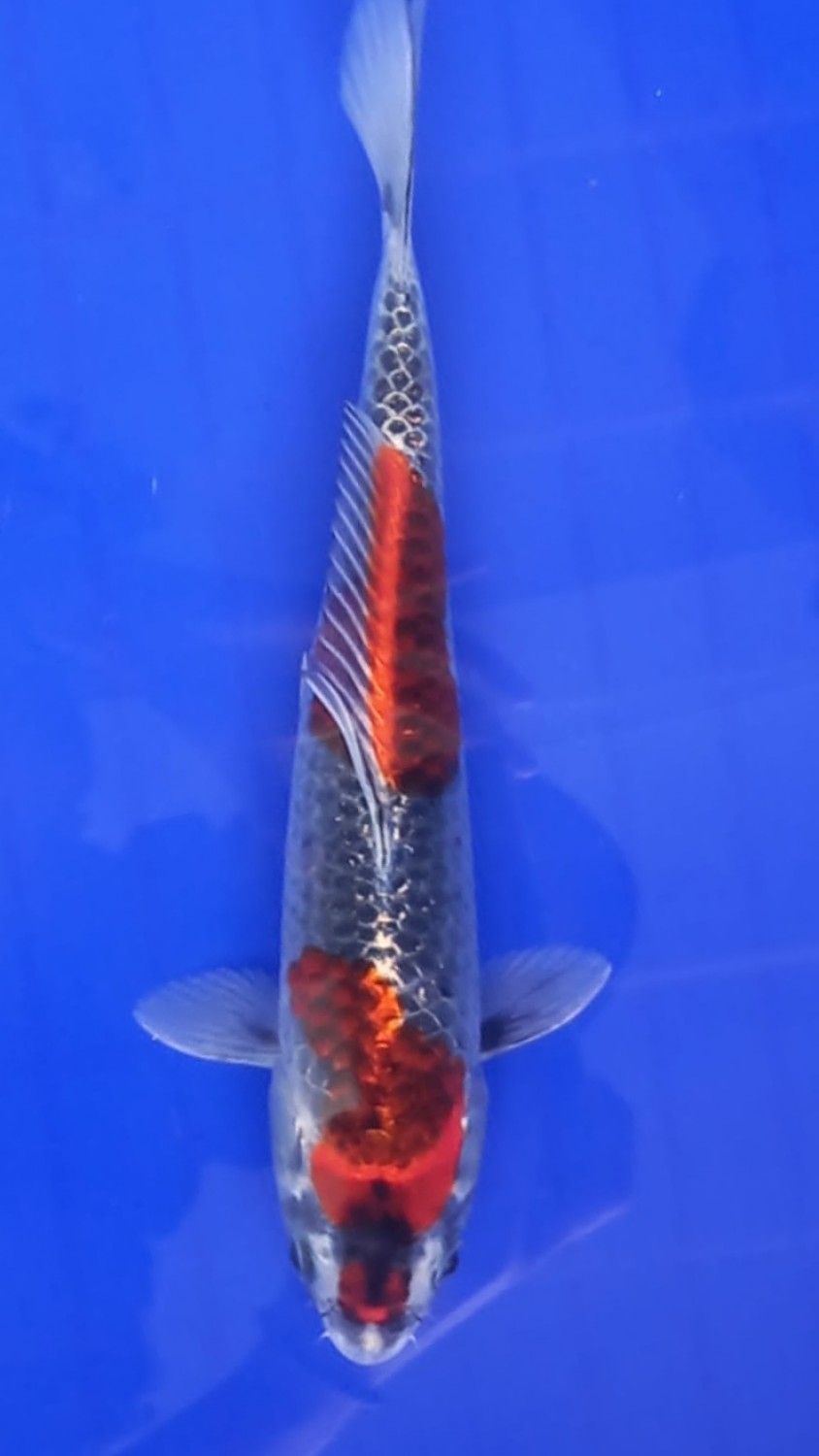 Juara 1