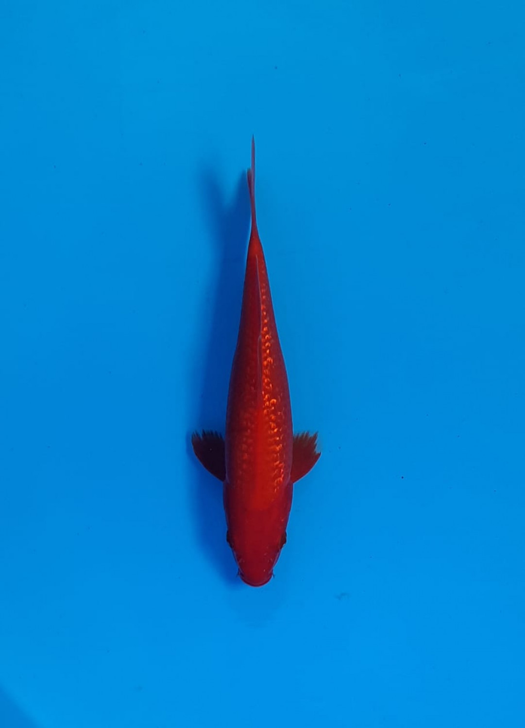 Best In Size E 16 - 20 cm