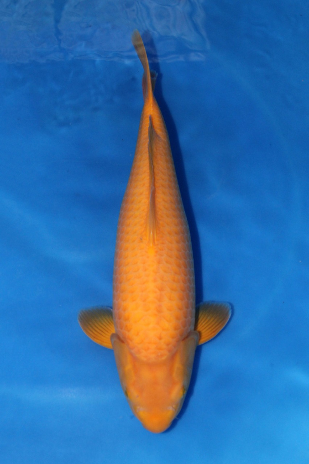 Juara 2