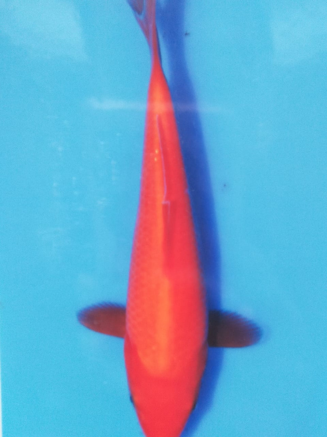Juara 5