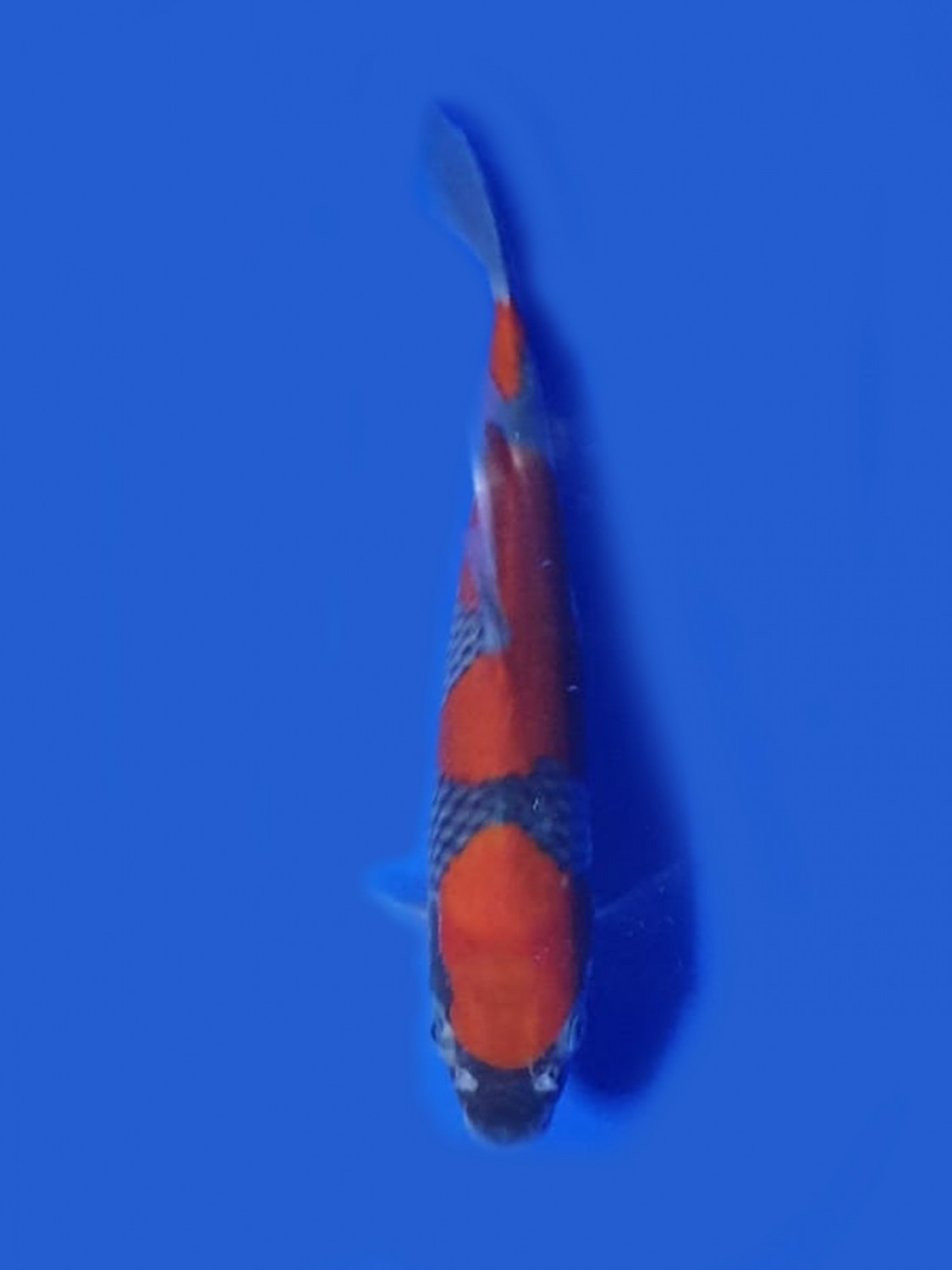Juara 1