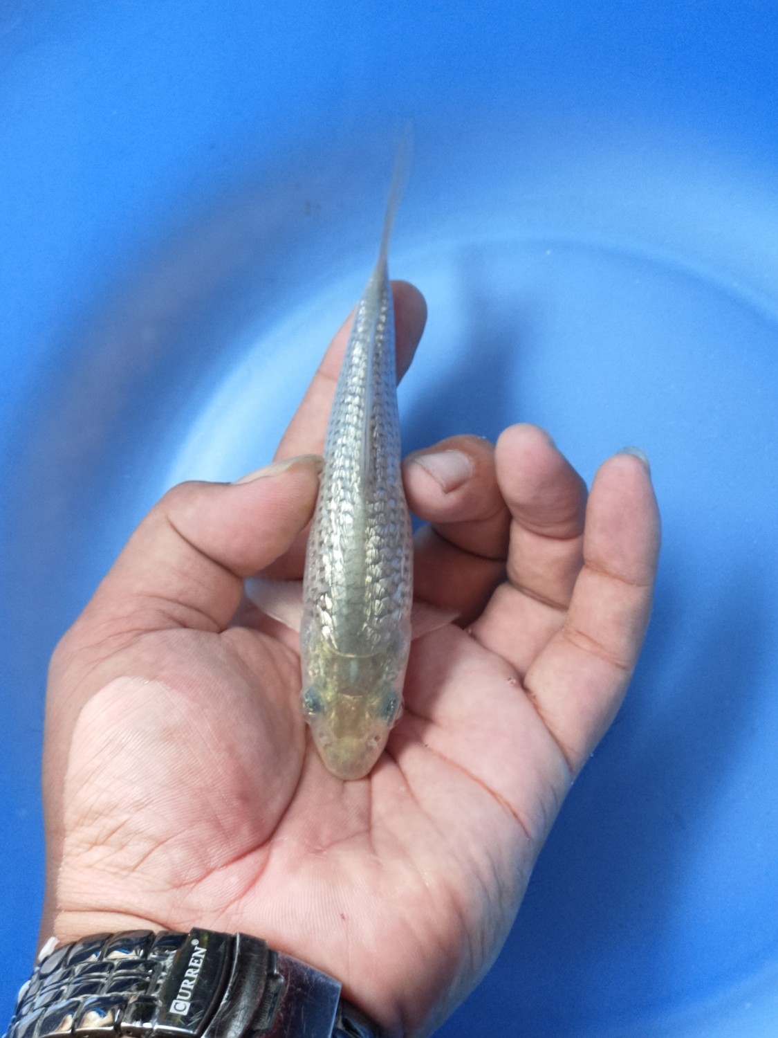 Best In Size E Up 12 cm