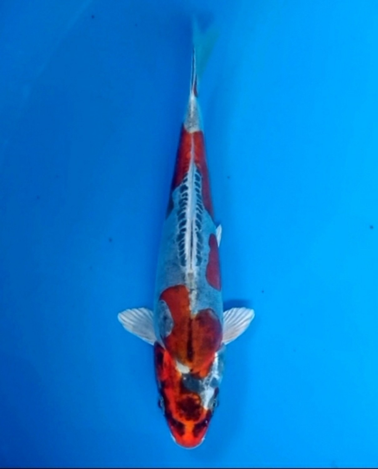 Juara 5