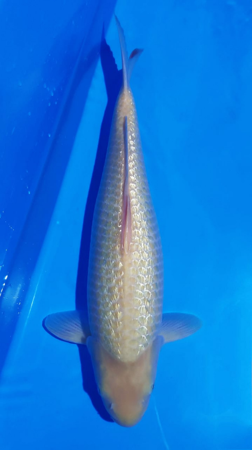 Juara 1