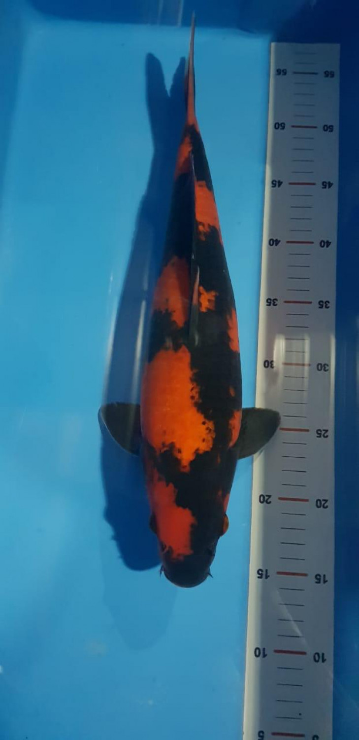 Best In Size D 36 - 40 cm
