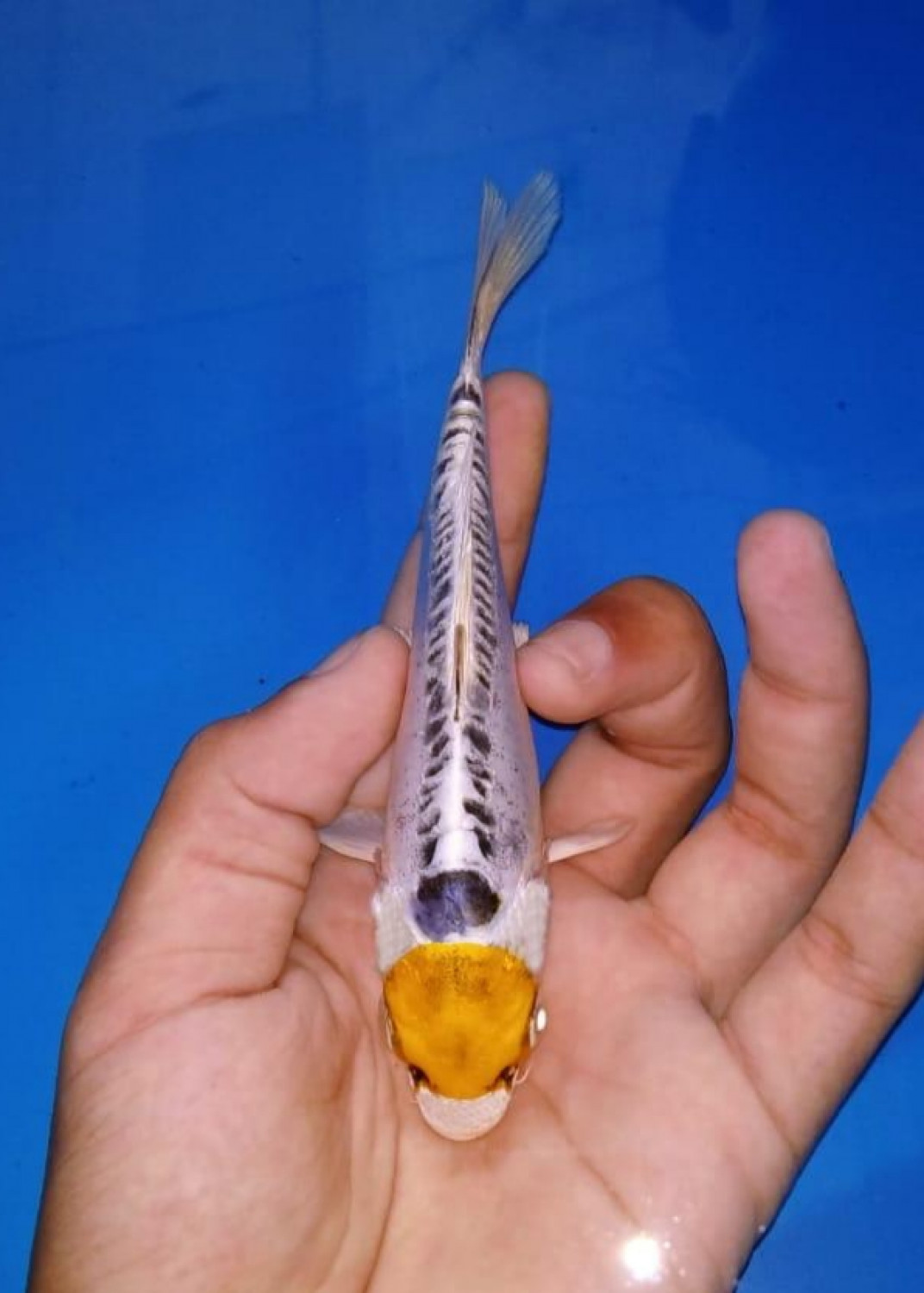 Juara 4