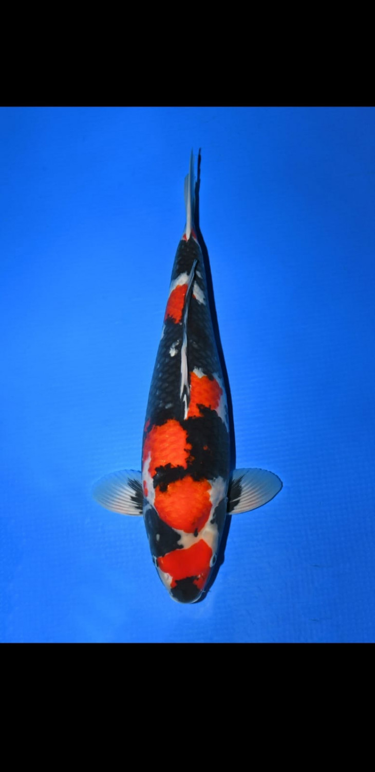 Best In Size A 61 - 65 cm