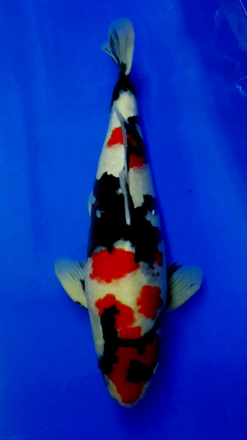 Juara 4