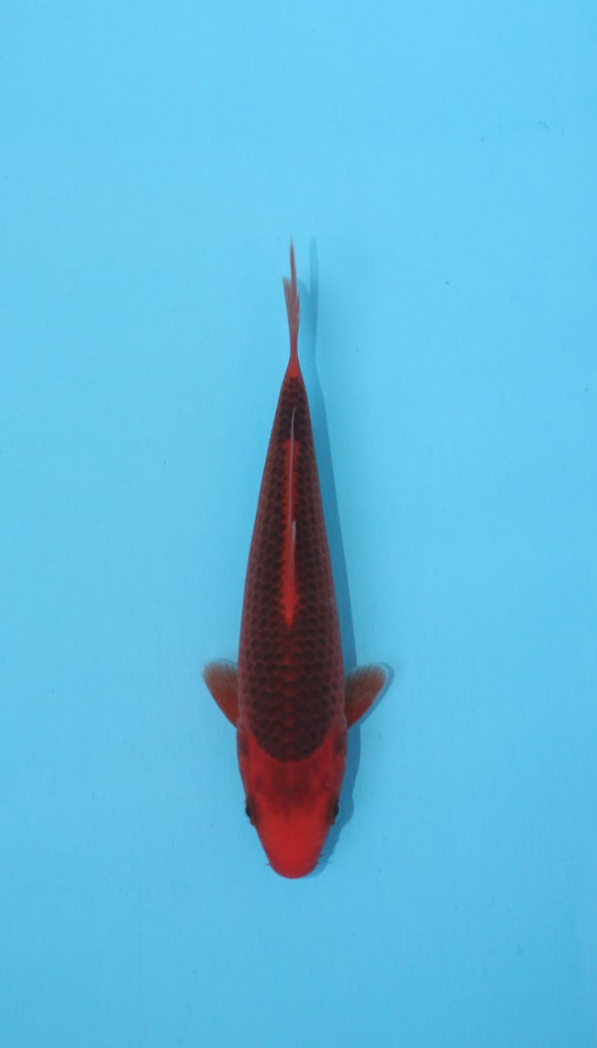 Best In Size E 16 - 20 cm