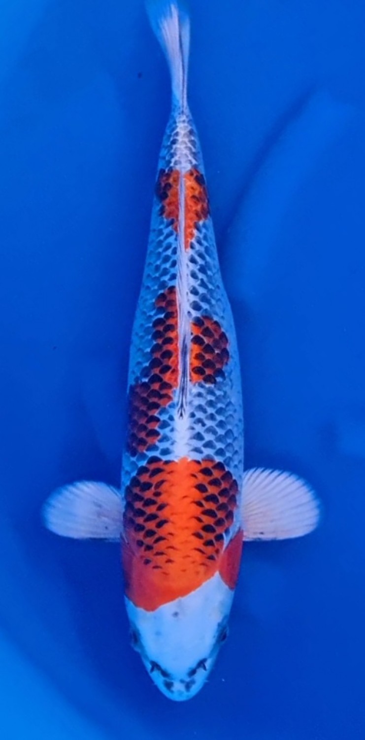 Juara 1