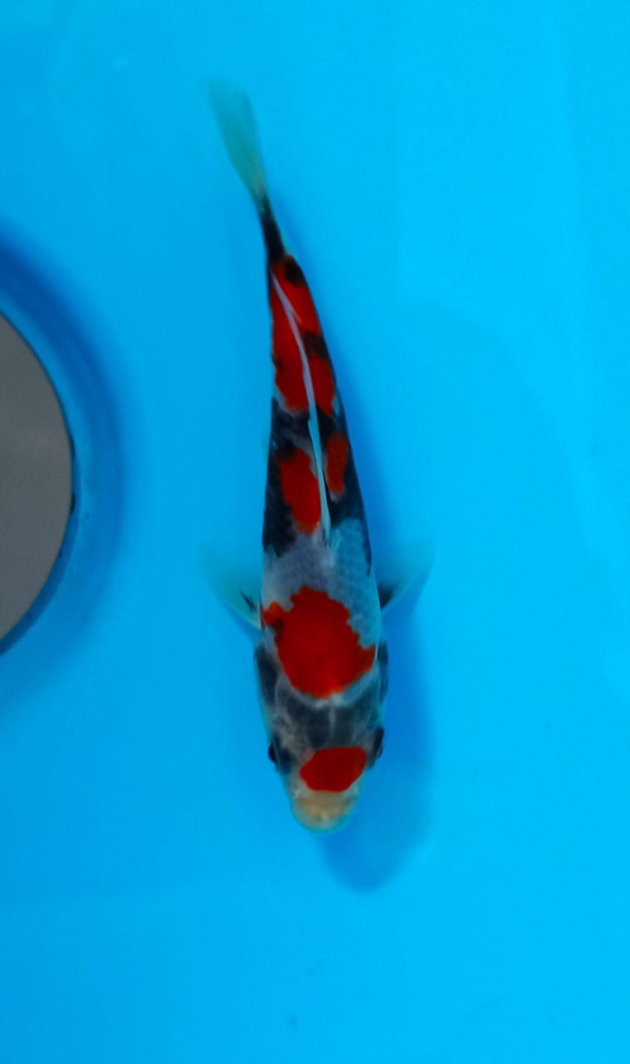 Juara 1