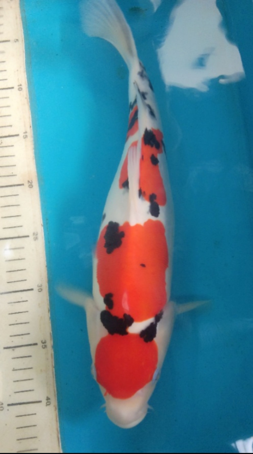 Juara 1