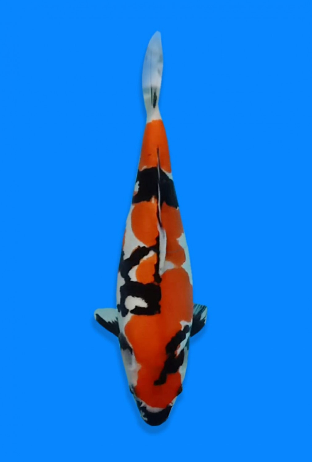 Juara 4