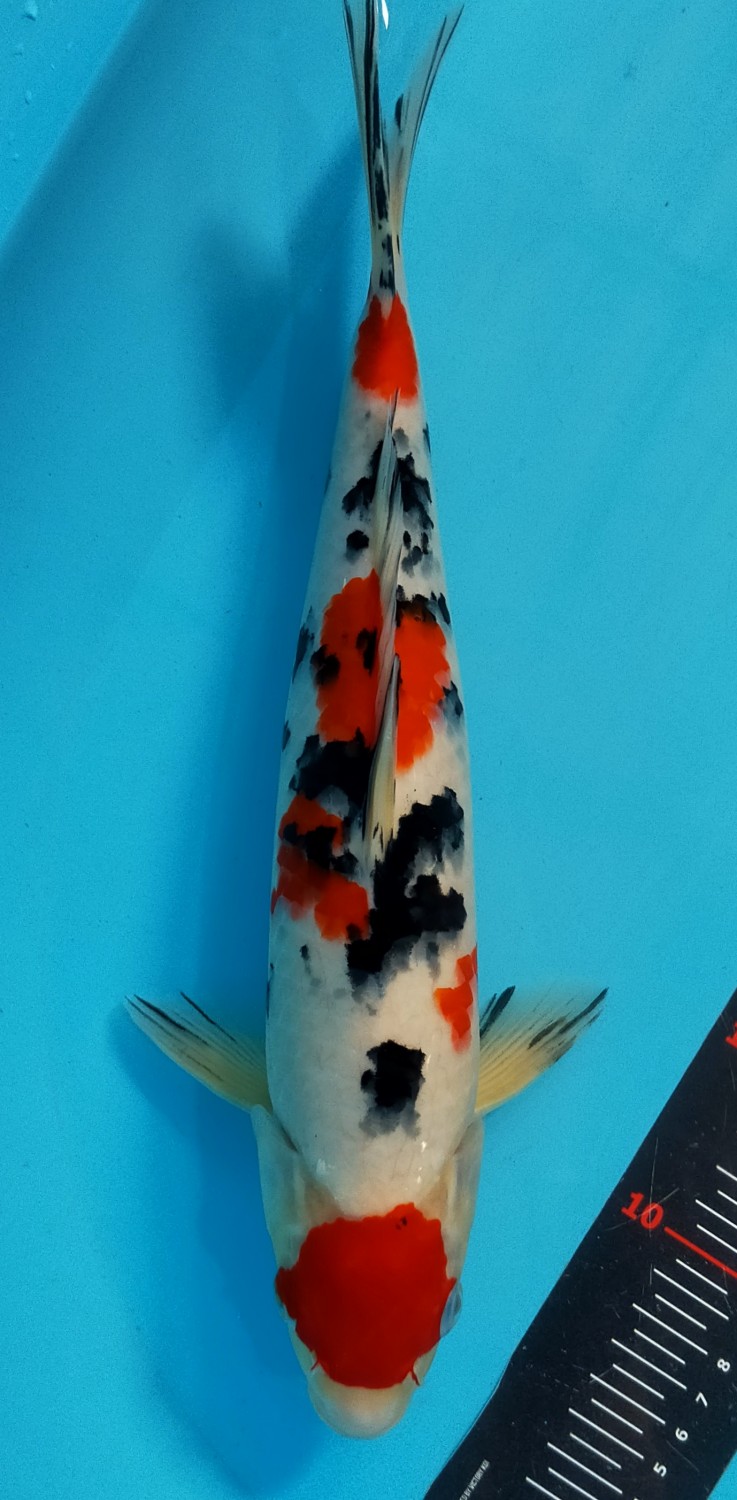 Juara 2