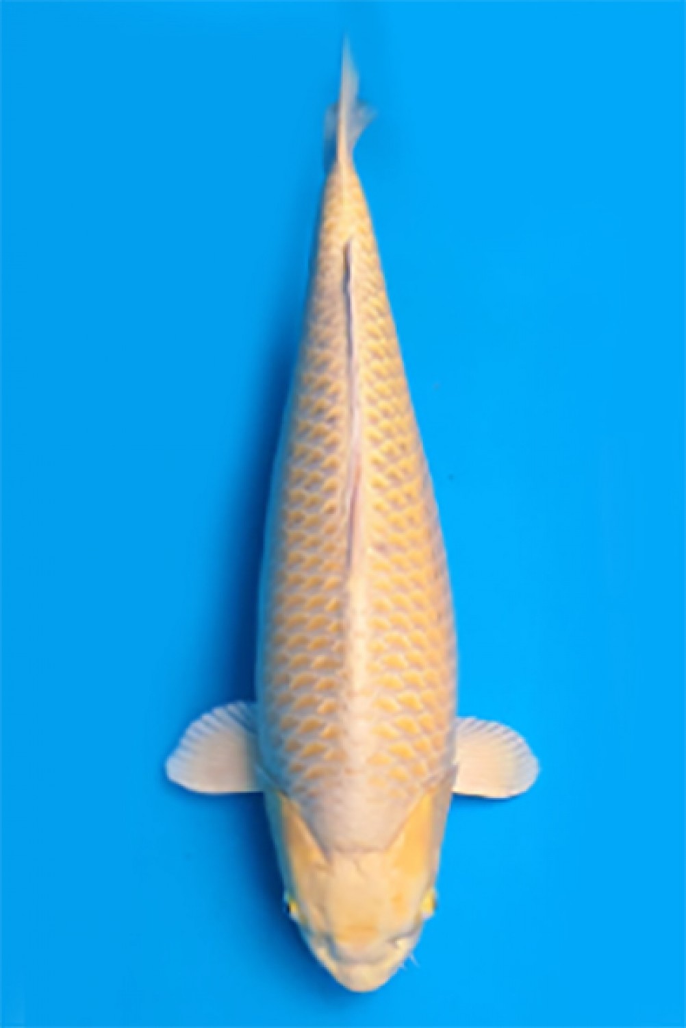 Juara 1