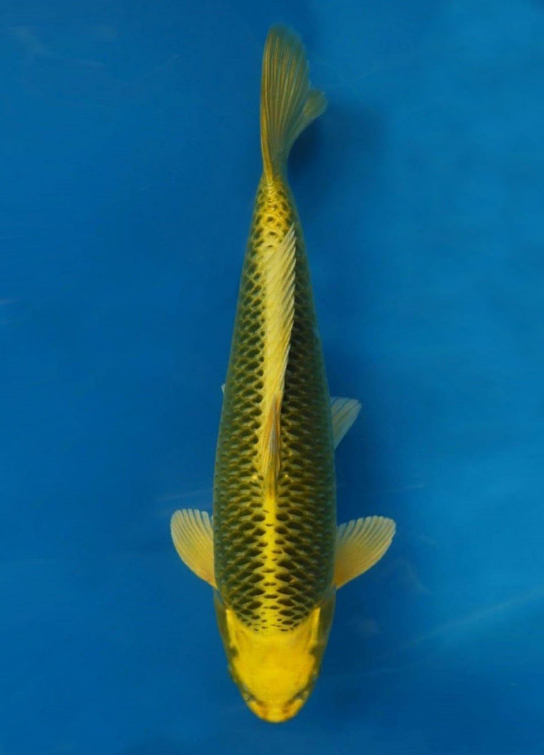 Juara 2