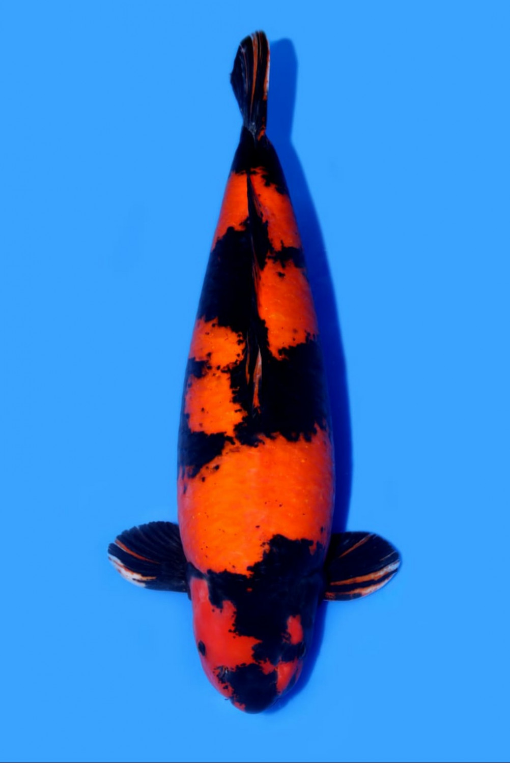 Juara 2