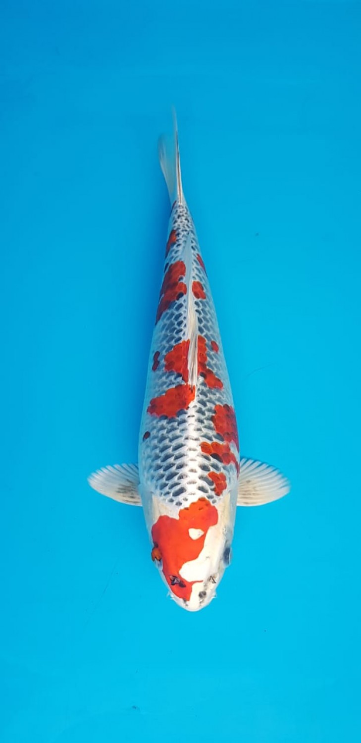 Best In Size B 31-35 Cm