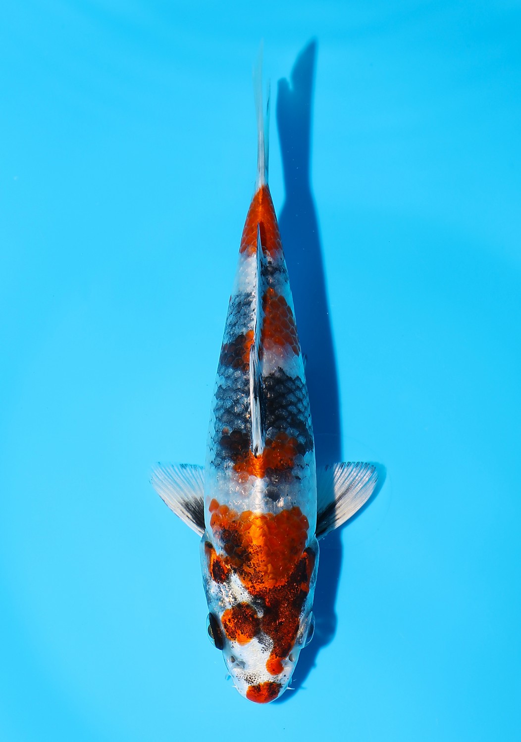 Juara 1