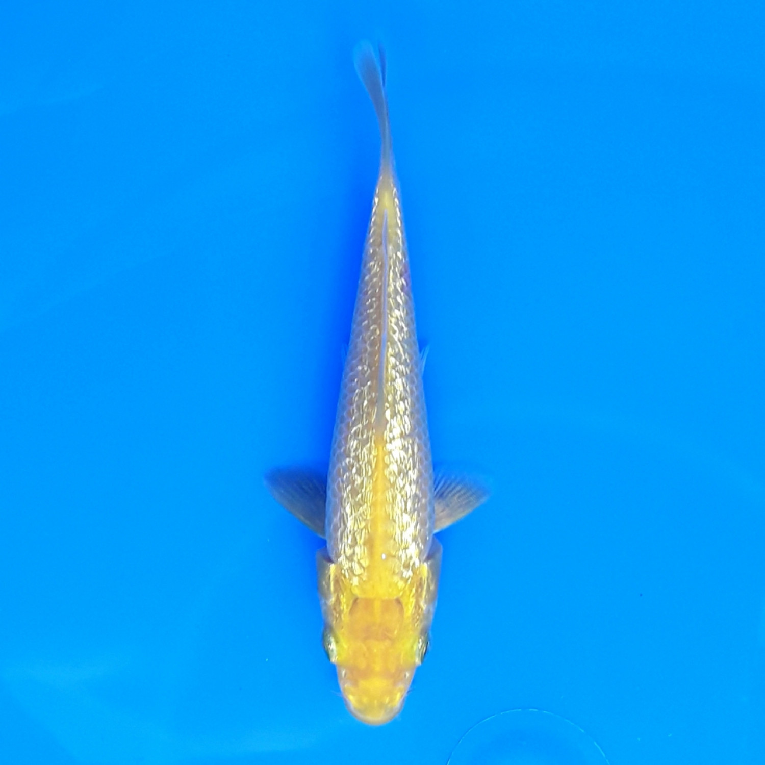 Juara 2