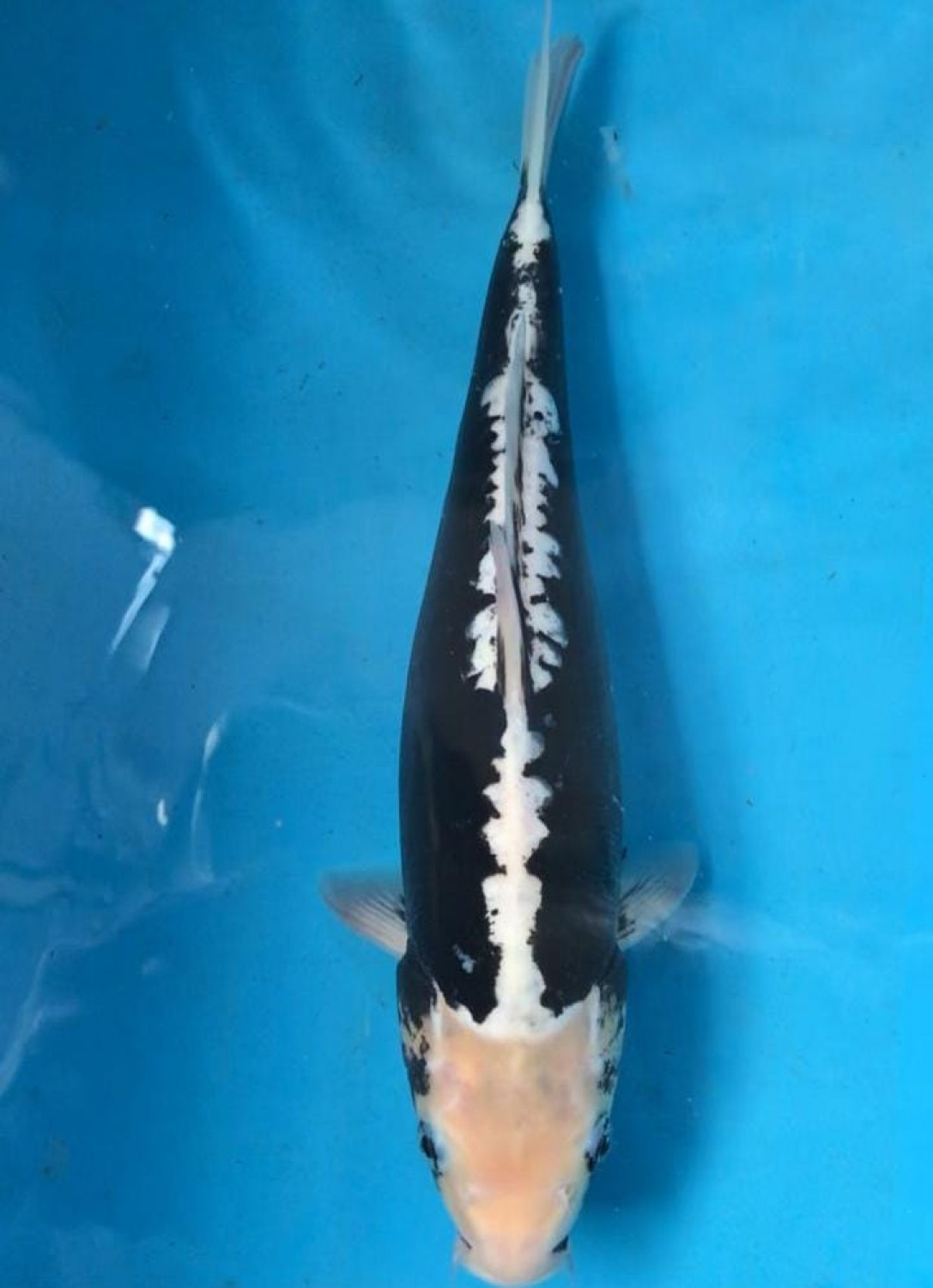 Juara 2