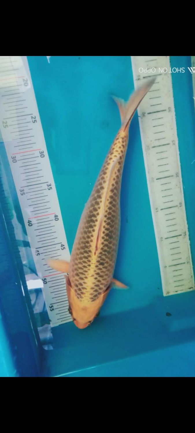 Juara 1
