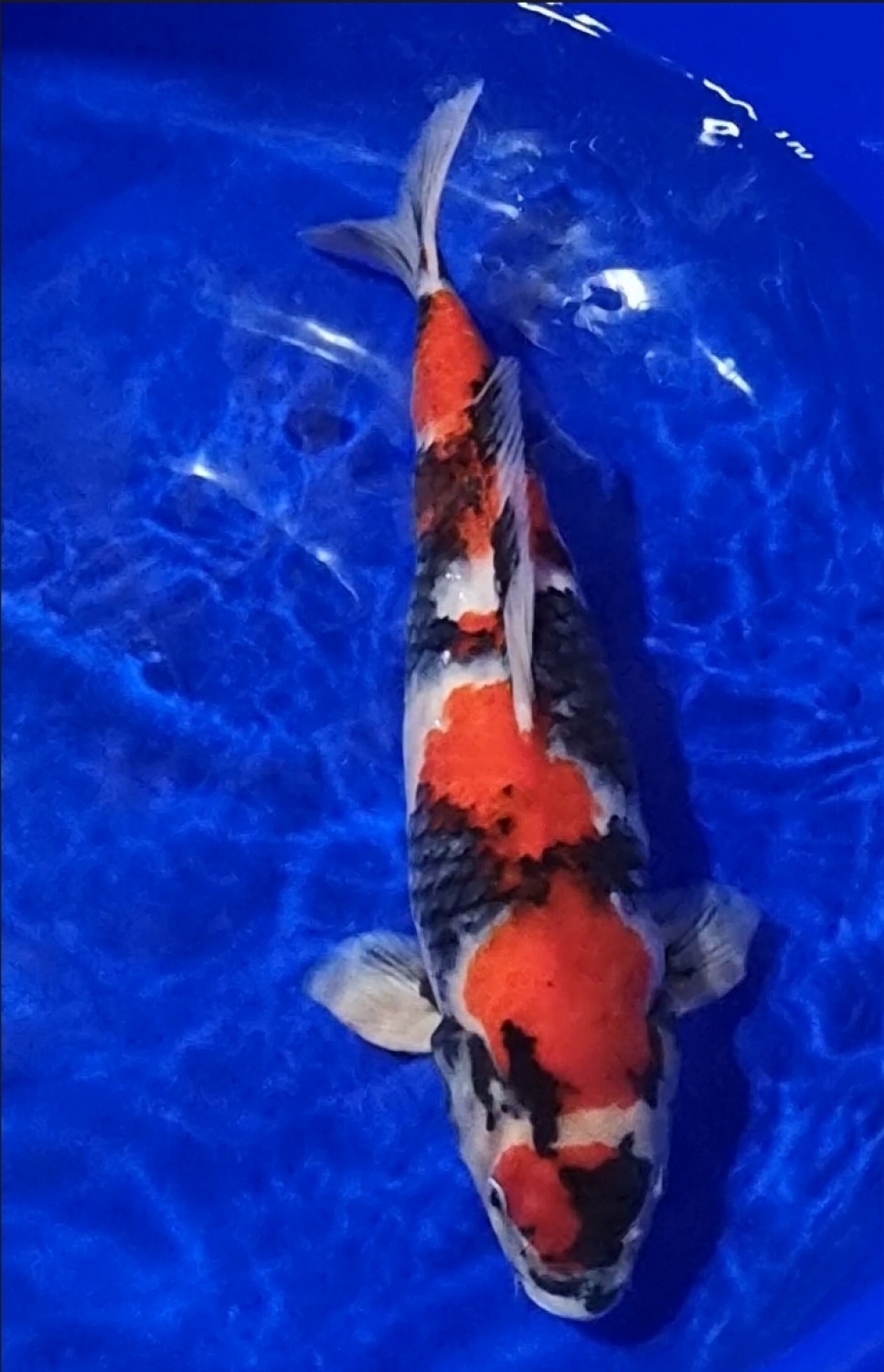 Juara 1