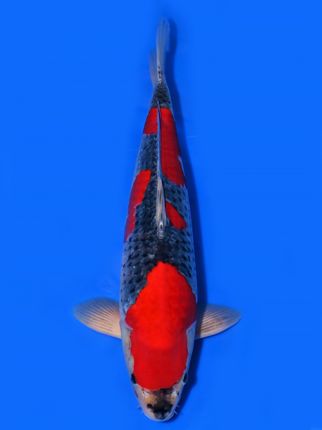 Juara 1