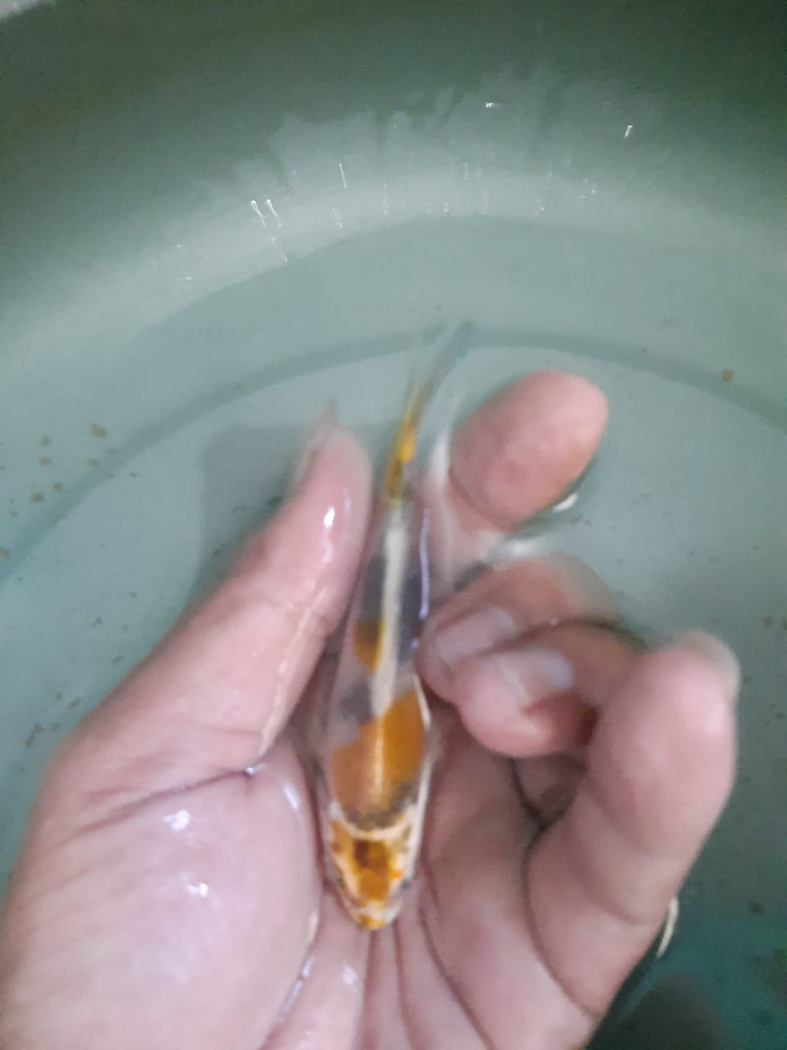 Juara 5