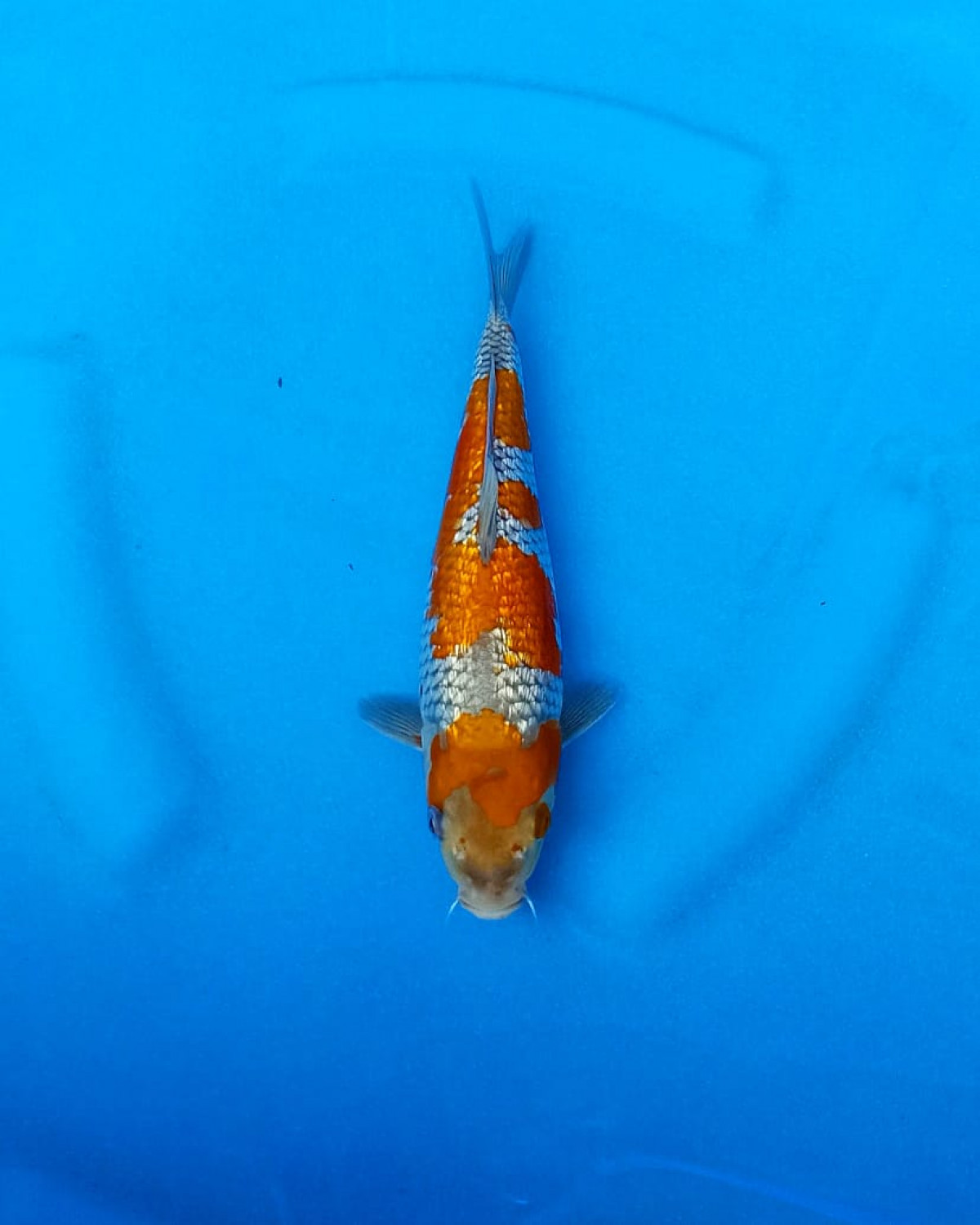 Best In Size C 16 - 20 cm