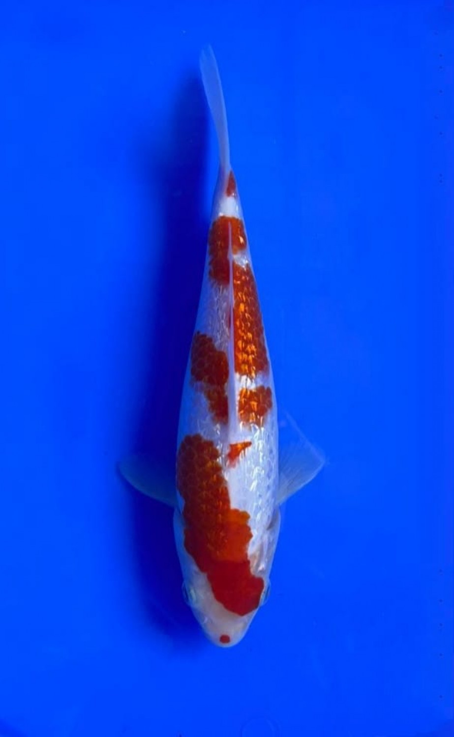 Juara 2