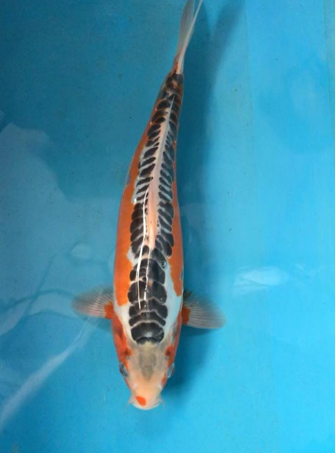 Juara 2