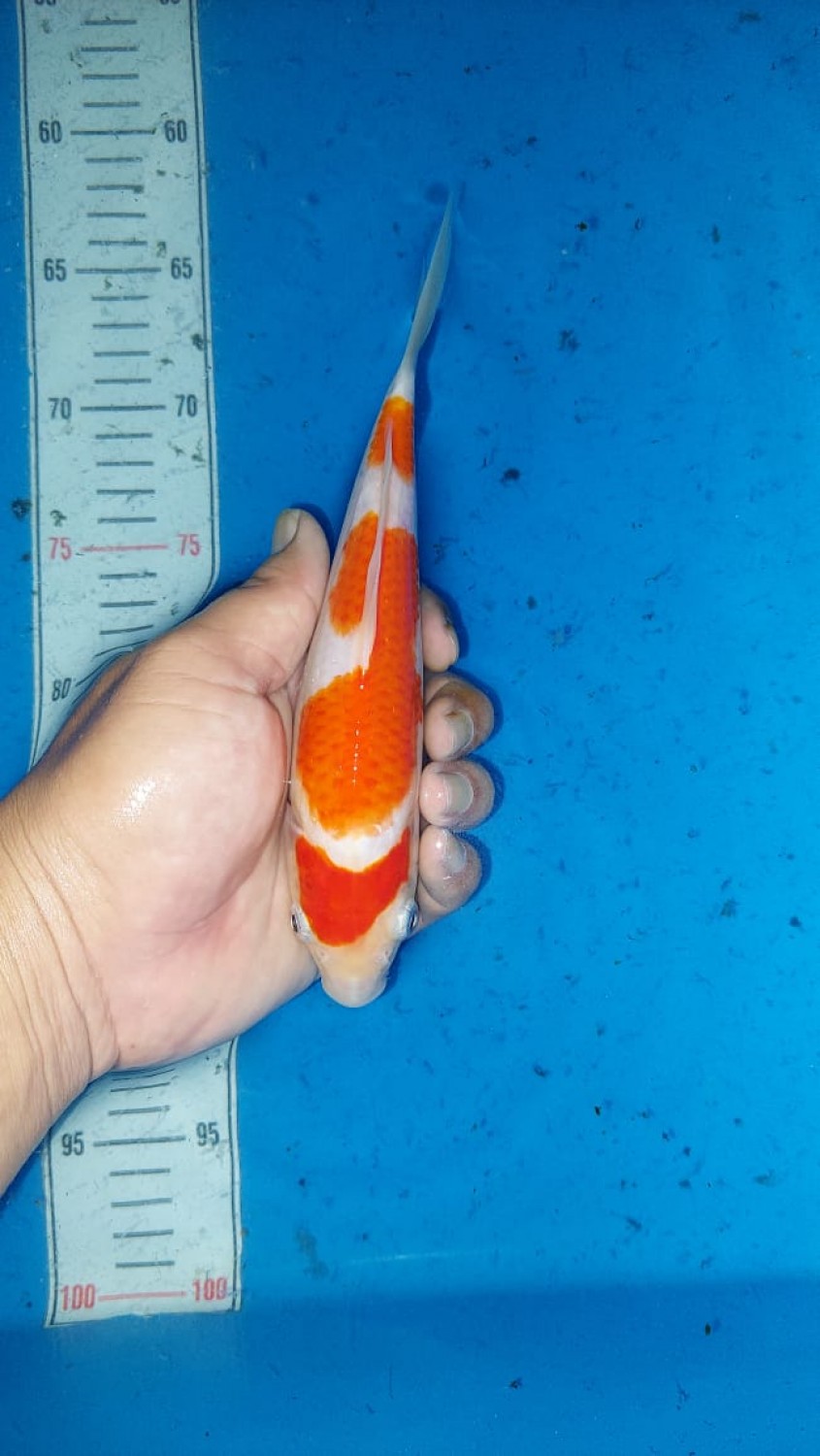 Juara 3