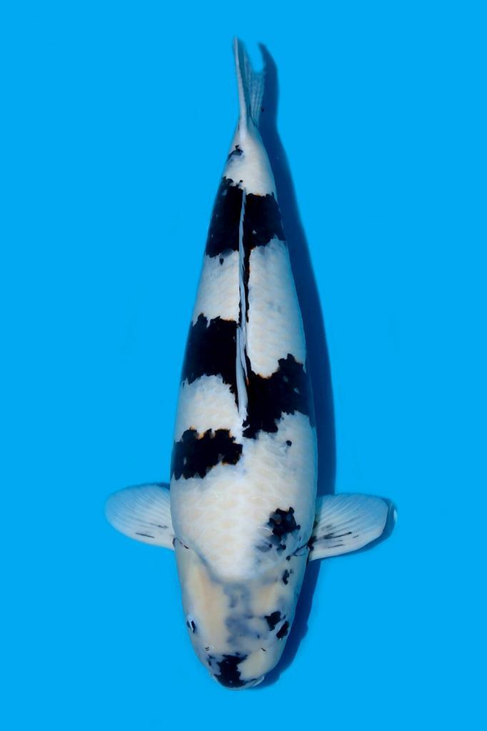 Juara 1