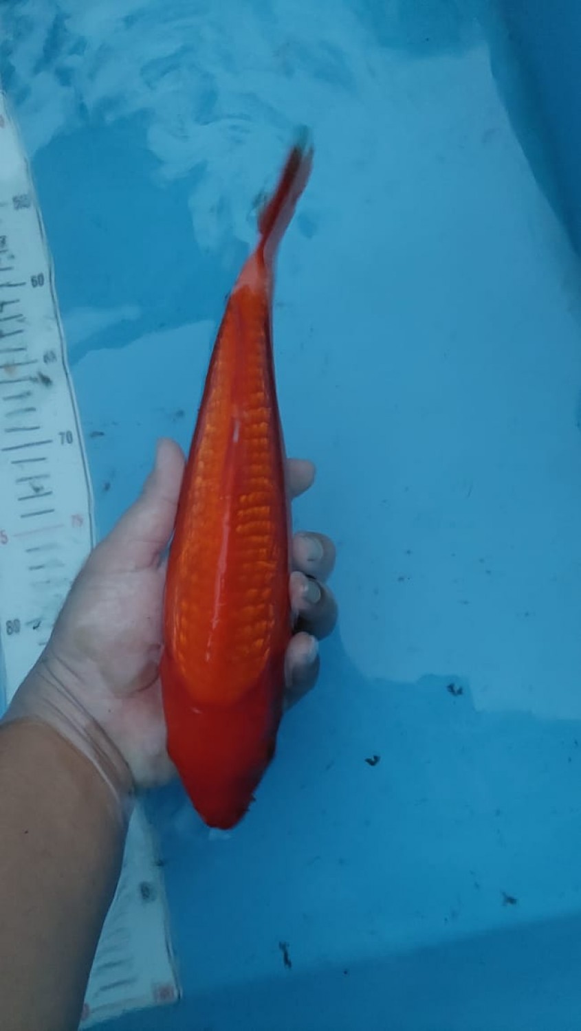 Best In Size E 26 - 30 cm