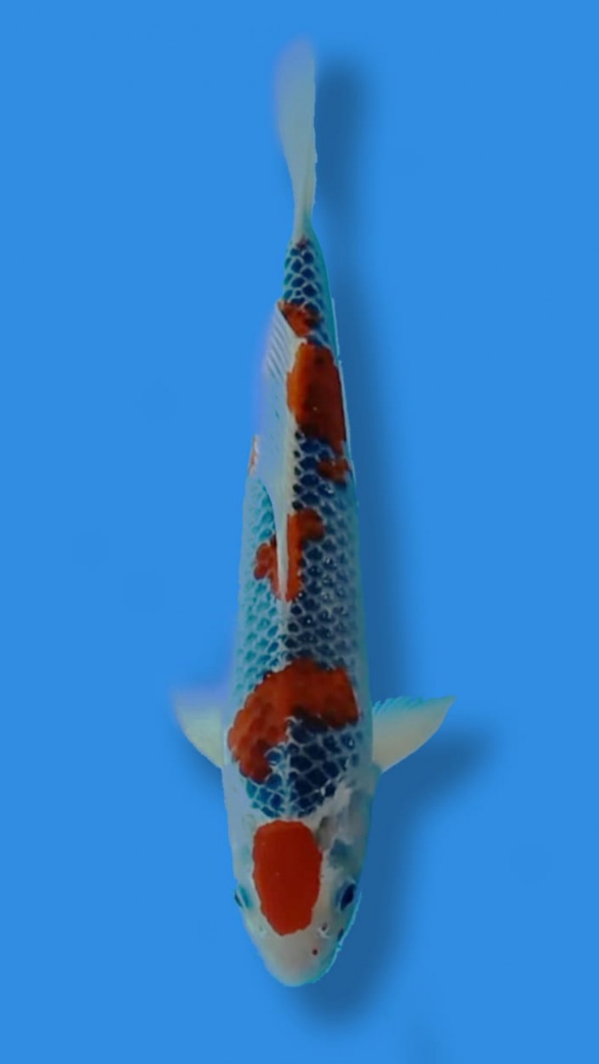Juara 2