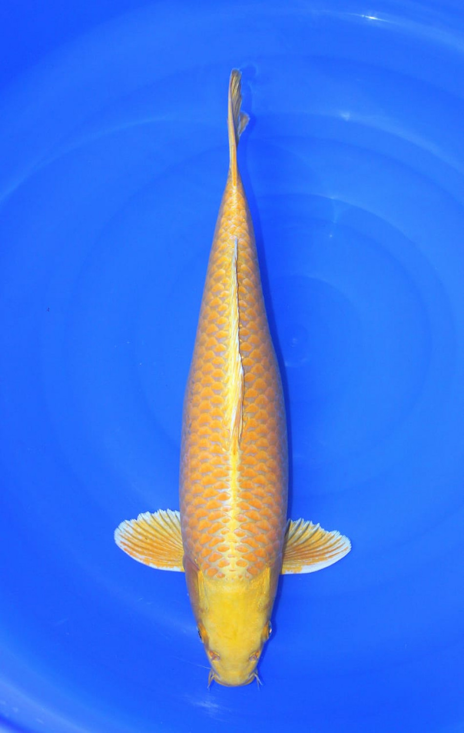 Juara 2